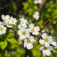 ユキヤナギ,ユキヤナギ,ユキヤナギ,ユキヤナギ,雪柳の画像