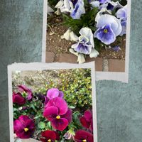 パンジー,パンジー,お花　コラージュ,今日のお花の代わり✨,小さな花壇の画像