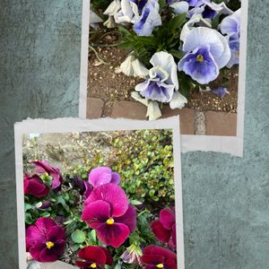 パンジー,パンジー,お花　コラージュ,今日のお花の代わり✨,小さな花壇の画像