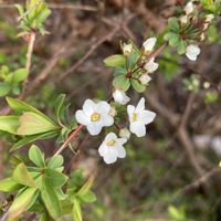 ユキヤナギ,花のある暮らし,GSのみなさんに感謝♡,ありがとう♡,繋がりに感謝✨の画像