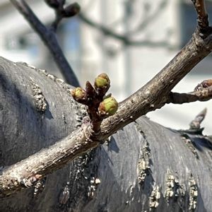 ホワイトデー,桜追っかけ2026[8],コブシ咲く~♪あの丘北国の~♬    ⁇,朝のお散歩風景から,1㎏のクリームチーズで..の画像