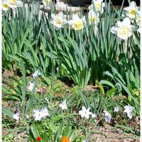 スイセン,ステキ☆,癒し…♡,か〜わい〜,白い貴婦人✨の画像