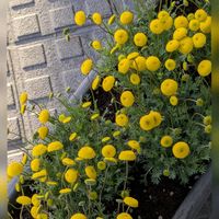 コツラ,ヒュウガミズキ,ラナンキュラス,ワスレナグサ,ビオラの画像