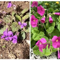 スミレ,カタバミ,ウォーキング中,みずほの自然の森公園,瑞穂の公園の画像