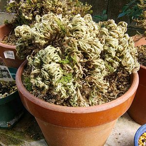 イワヒバ,イワヒバ,イワヒバ,イワヒバ,イワヒバの画像