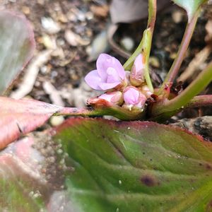 ヒマラヤユキノシタ,ヒマラヤユキノシタ,ガーデニング,ボタニカルライフ,山野草の画像