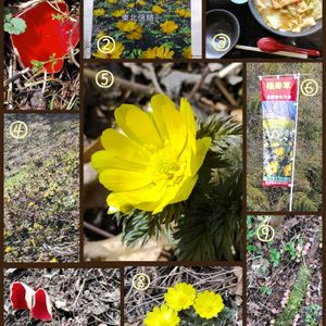 福寿草,シロキツネノサカズキモドキ,ベニチャワンダケ,花のある暮らし,植物のある暮らしの画像