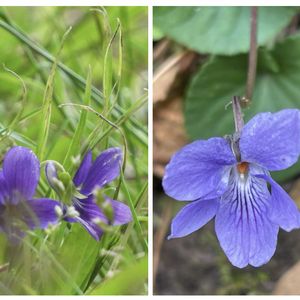 スミレ,カルメナエ,クレマチス  ペトリエイ,サボテンの花,今日のお花の画像