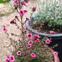 ヒナソウ,ヒナソウ,ヒナソウ,ギョリュウバイ,ギョリュウバイの画像