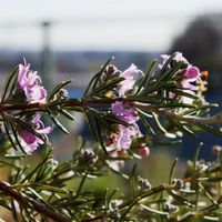 ローズマリー,EOS,青い花マニア,チーム・ブルー,チーム・ブルーNo.022の画像