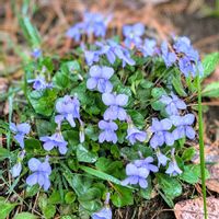 スミレ,雪割草,タチツボスミレ,いつもありがとう♡,クリスマスローズニゲルの画像