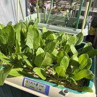 ジャガイモ,ほうれん草,カリーノケール,プランター野菜,夏野菜の画像