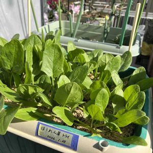 ジャガイモ,ほうれん草,カリーノケール,プランター野菜,夏野菜の画像