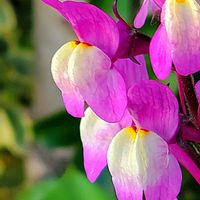 スノーフレーク,スミレ,ツルニチニチソウ,ユキヤナギ,リナリアの画像