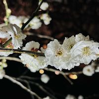 沈丁花,うめ,偕楽園,すみれちゃん,お散歩ちゃんキーホルダーの画像