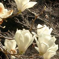 モクレン,癒される,感謝,花のある暮らし,しあわせの画像