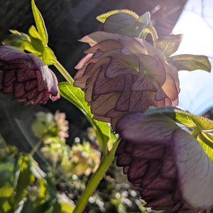 クリスマスローズ,クリスマスローズ,多肉植物,かわいい,きれいの画像