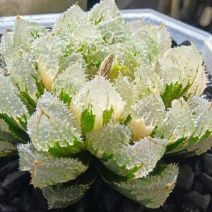 玄氷錦,ハオルチア属,多肉ちゃん,ボタニカルライフ,新芽の画像