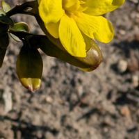 ラナンキュラス,ラナンキュラス,ラナンキュラス,ラナンキュラス,レンギョウの画像