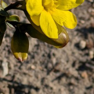 ラナンキュラス,ラナンキュラス,ラナンキュラス,ラナンキュラス,レンギョウの画像