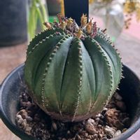 ユーフォルビアオベサ,花のある暮らし,緑のある暮らし,我が家の多肉,多肉好きの画像