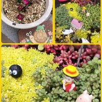 クリスマスローズ,シュンラン,菜の花,ビオラ,黄金細葉万年草の画像