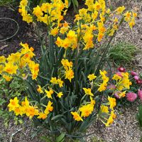 スイセン,フリージア,ユリの画像