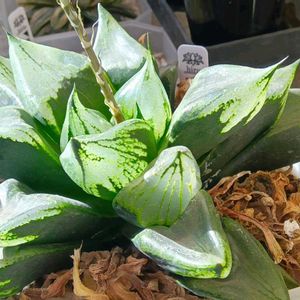 裏般若,ハオルチア属,多肉ちゃん,ボタニカルライフ,新芽の画像