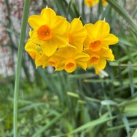 スイセン,ビタミンカラーの画像