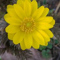 福寿草,GSに感謝。,お花のある暮らし,春よ来い,元気に育ててますよの画像