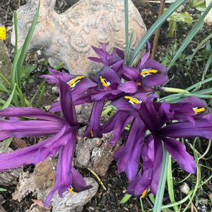 球根植物,咲いた！,月曜の朝,小さな庭の画像