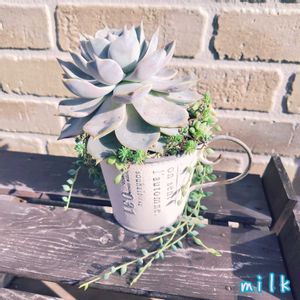 パリダム,ピーチネックレス,チェリークイーン,寄せ植え,多肉植物の画像