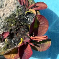 スイレンの画像