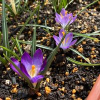 クロッカス,クロッカス,ムスカリ,ムスカリ,ブラキカム ブラスコの画像