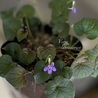 スミレ,スミレ,コノフィツム,コノフィツム,ビオラの画像