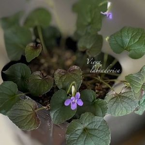 スミレ,スミレ,コノフィツム,コノフィツム,ビオラの画像