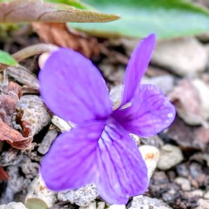 スミレ,ニオイスミレ,いつもありがとう♡,屋上庭園,可愛いお花の画像