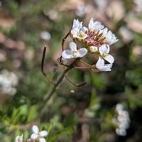 サクラ,タネツケバナ,イヌノフグリ,陽光,ヨウコウの画像