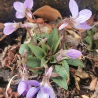 スミレ,スミレ,スミレ,スミレ,ヒヤシンスの画像