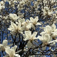 ハクモクレン,青空,いつもの散歩道,しろいはな,平和を願う☆の画像