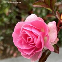 薔薇,落葉低木,ローズ,花のある暮らし,緑のある暮らしの画像