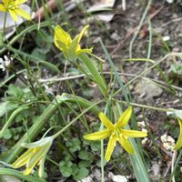 トサミズキ,ミツマタ,キバナノアマナ,春の訪れ,里山の画像