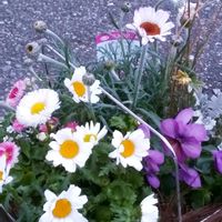 ヒヤシンス,ヒヤシンス,寄せ植え,100均雑貨,庭の画像