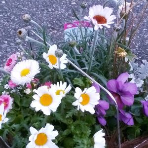 ヒヤシンス,ヒヤシンス,寄せ植え,100均雑貨,庭の画像