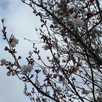 サクラ,シキミ,ツバキ,マツ,実桜の画像