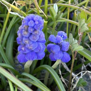 ブドウムスカリ,かわいい雑草,iPhone撮影,ホッコリ,小さな幸せ♡の画像