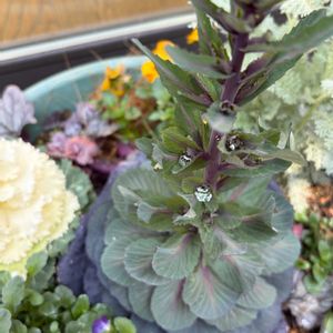 葉牡丹,寄せ植え,鉢植え,水滴の画像