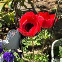 アネモネ,オステオスペルマム,プリムラマラコイデスの画像