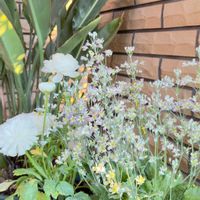 サクラソウ,ラナンキュラス　ラックス,ガーデニング,マイガーデンの画像