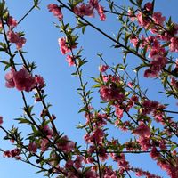 モモ,桃の花,富山支部,富山,都内の画像